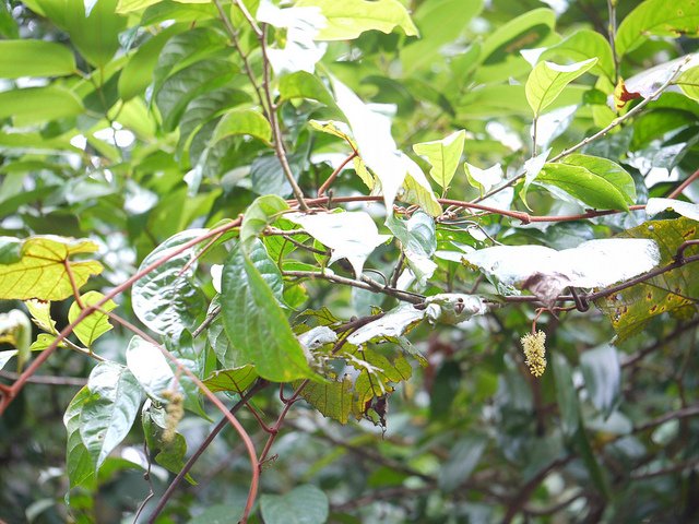 ampelocissus-indica-1.jpg